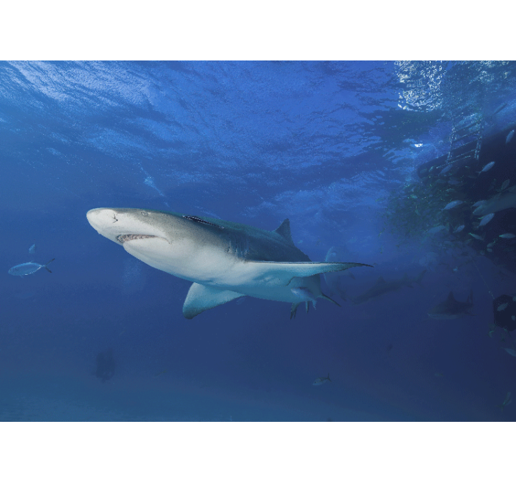 Tapisserie animaux exploration du requin majestueux - TenStickers