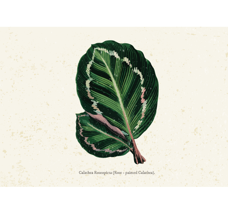 Tapisserie fleur feuillage de calathea - TenStickers