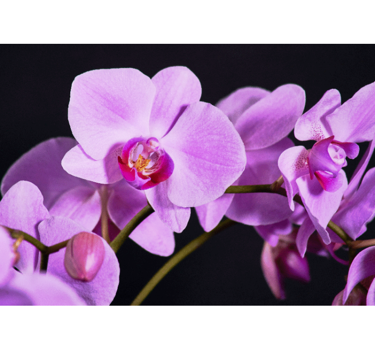 Tapisserie orchidée fleurs d'orchidée gracieuses - TenStickers