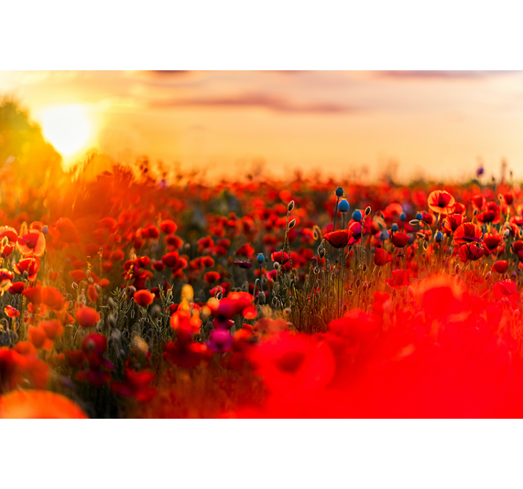 Tapisserie coquelicots champ au coucher de soleil - TenStickers