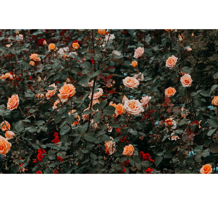 Tapisserie autres fleurs roses en fleurs - TenStickers