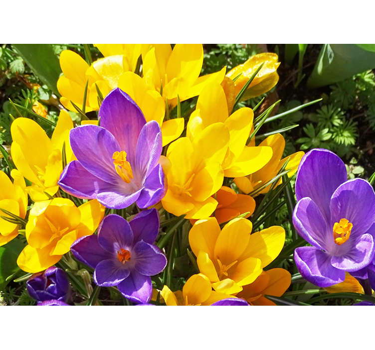 Tapisserie fleur fleurs de crocus colorées - TenStickers