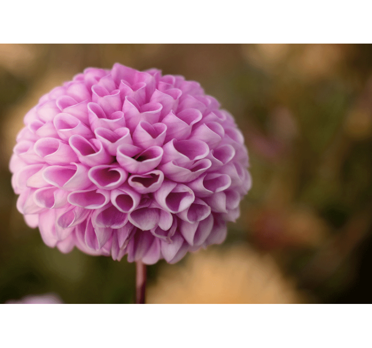 Tapisserie fleur sphère florale rose - TenStickers