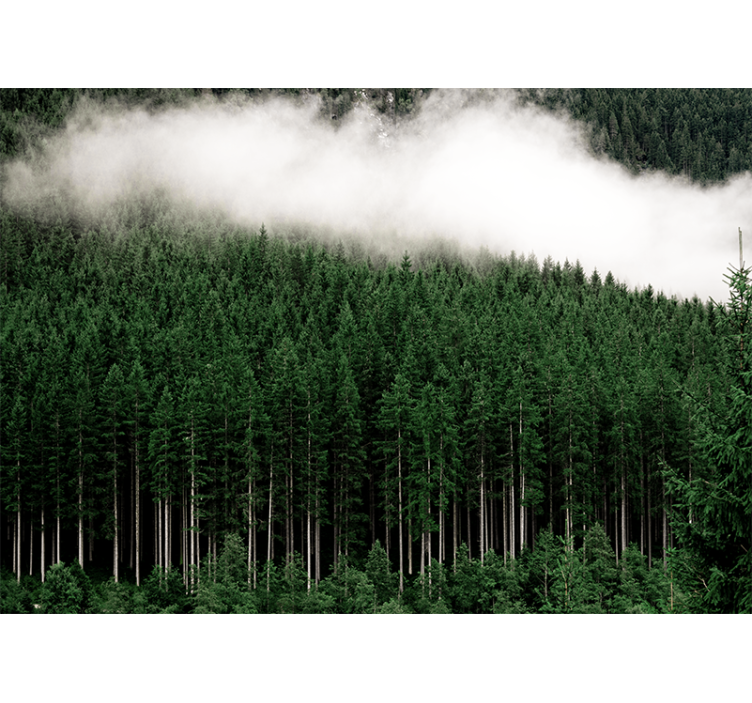 Tapisserie nature paysage forestier majestueux - TenStickers