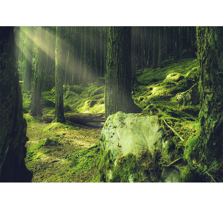 Papier peint nature lumière du soleil à travers les arbres - TenStickers