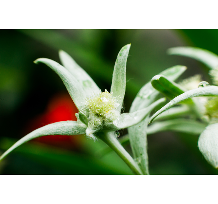 Photo murale Fleur nationale Suisse - TenStickers