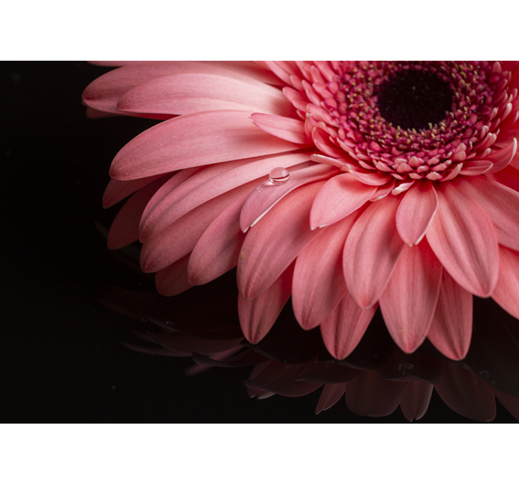 Tapisserie fleur gros plan sur les pétales de gerbera - TenStickers