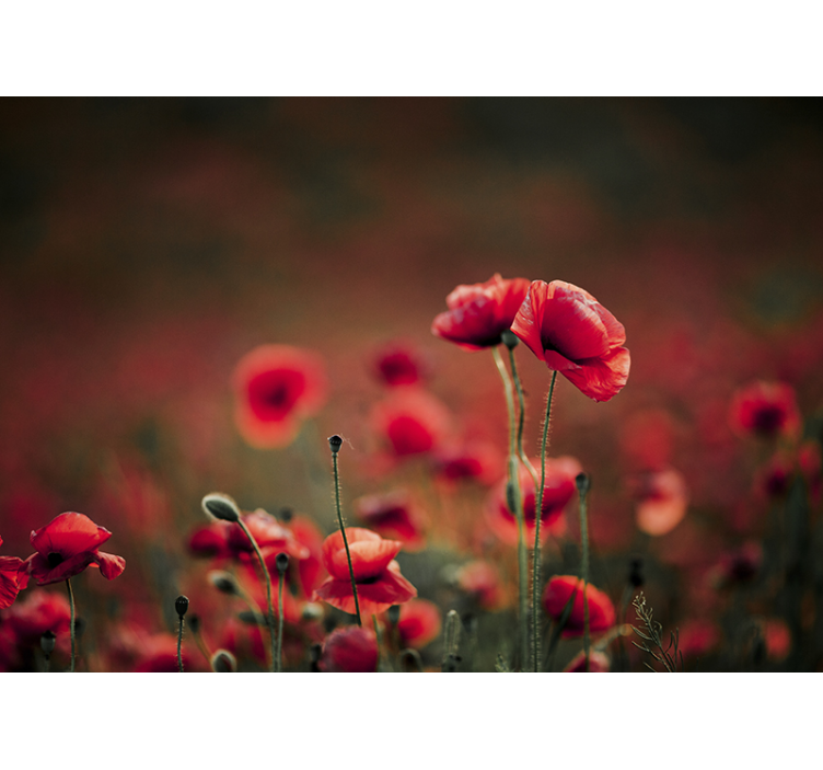 Tapisserie coquelicots champ luxuriant - TenStickers
