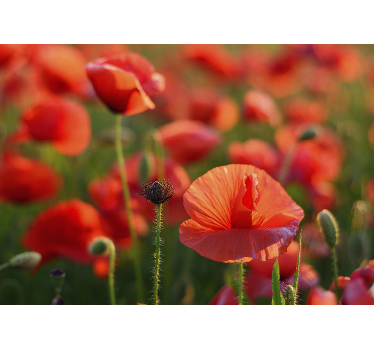 Tapisserie coquelicots champ rouge vibrant - TenStickers