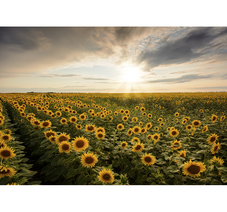 Tapisserie fleur crépuscule dans un champ de tournesols - TenStickers