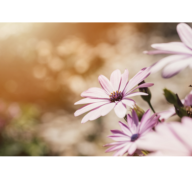 Tapisserie fleur Éclosion de fleurs roses - TenStickers