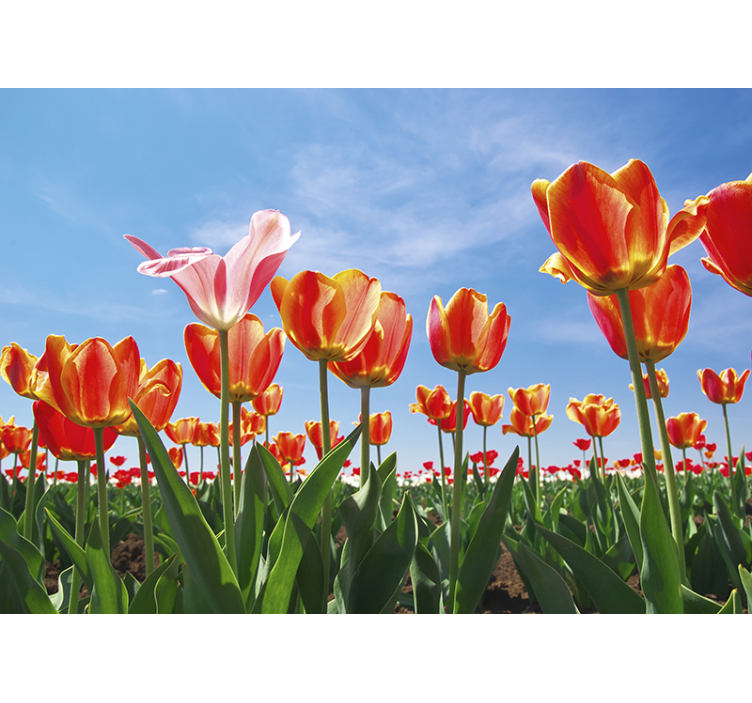 Tapisserie fleur prairie de tulipes vivantes - TenStickers