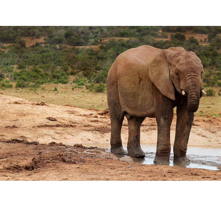 Tapisserie animaux rencontre avec un éléphant - TenStickers