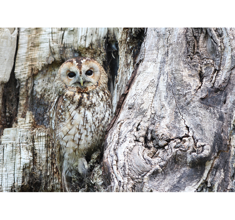 Tapisserie animaux portrait de hibou sage - TenStickers