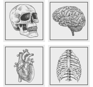 Sous verre bière crâne anatomique cerveau coeur squelette - TenStickers