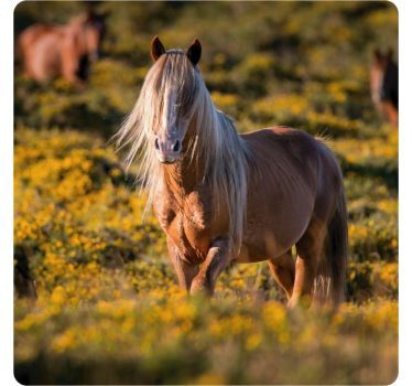 Sous verre moderne cheval majestueux dans un champ - TenStickers