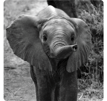 Sous verre vintage éléphant bébé adorable - TenStickers