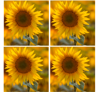 Sous verre moderne arrangement de tournesols vibrants - TenStickers