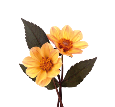 Poster fleurs et plantes deux fleurs - TenStickers
