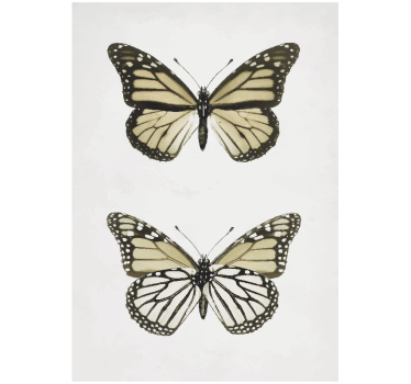 Poster mural papillons style vintage - TenStickers
