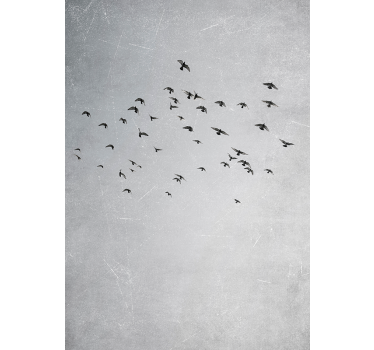 Poster animaux oiseaux qui volent - TenStickers
