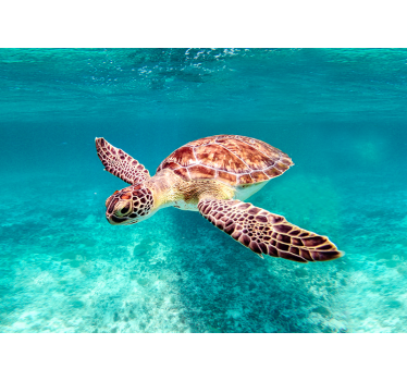 Poster animaux tortue de mer - TenStickers