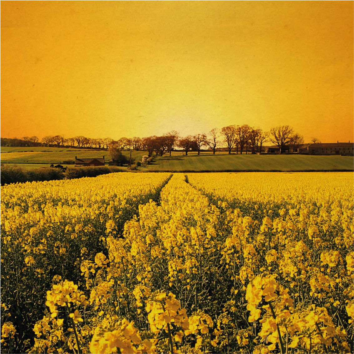 Poster salon champ de fleurs jaunes - TenStickers