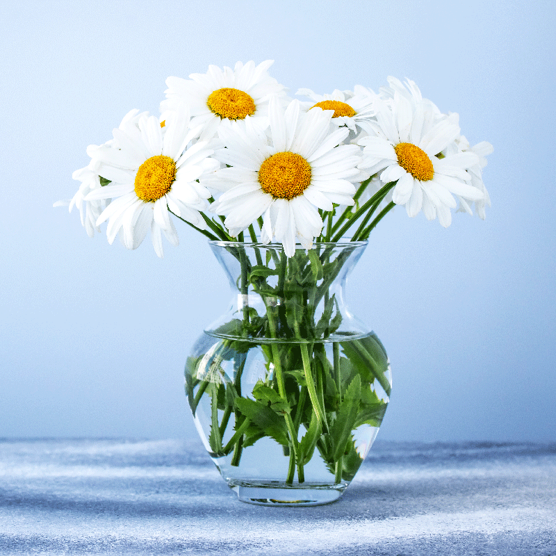 Poster salon fleurs de marguerites en pots en verre - TenStickers