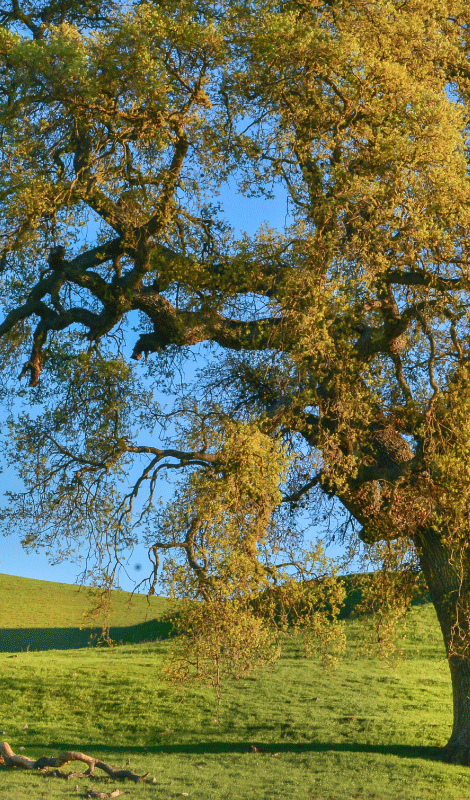 Poster arbre design 3d nature - TenStickers