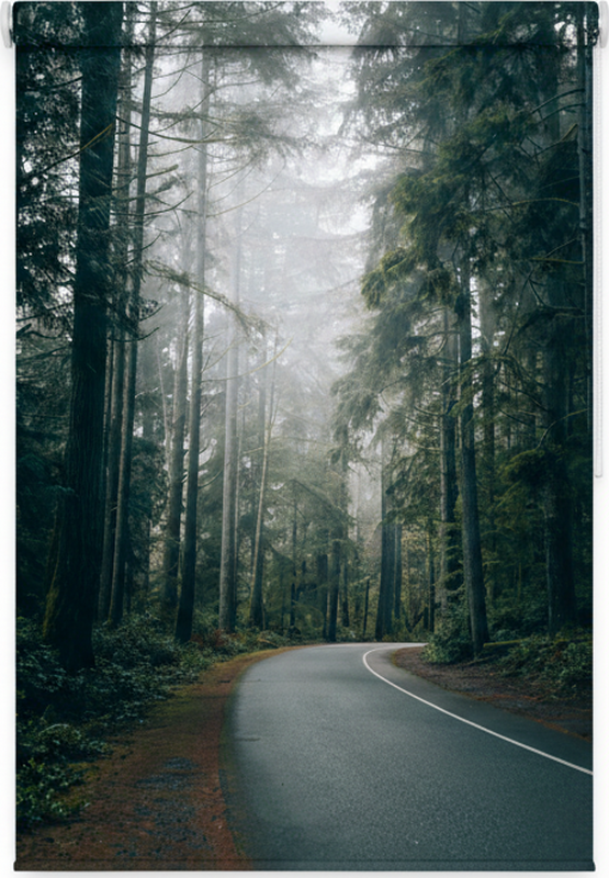 Poster arbre route des pins brumeuse - TenStickers