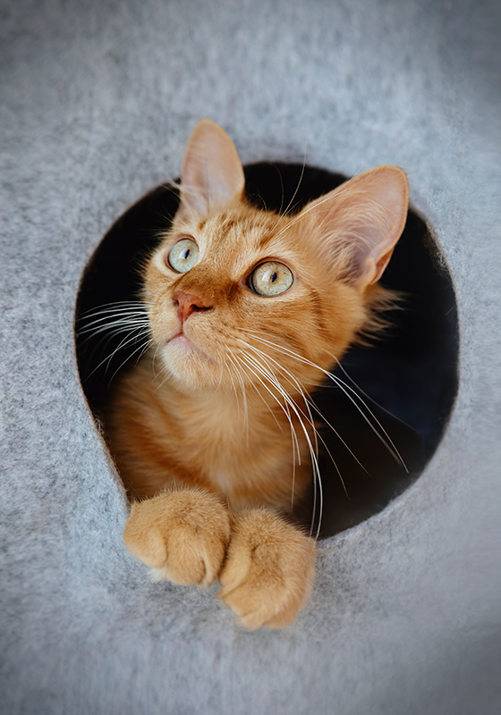 Poster avec photo de chat - TenStickers