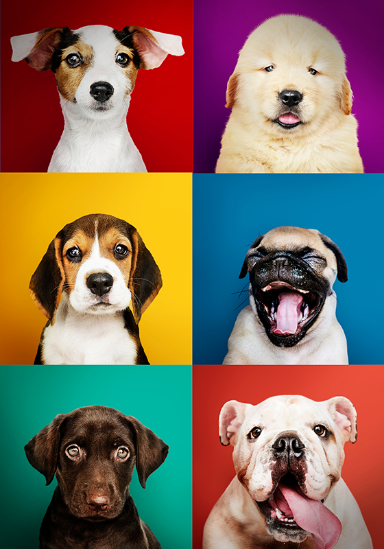 Poster portraits de chiots - TenStickers