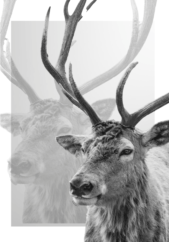 Poster illustrant un renne en noir et blanc - TenStickers