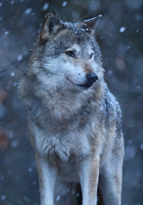 Poster photo loup dans la neige - TenStickers