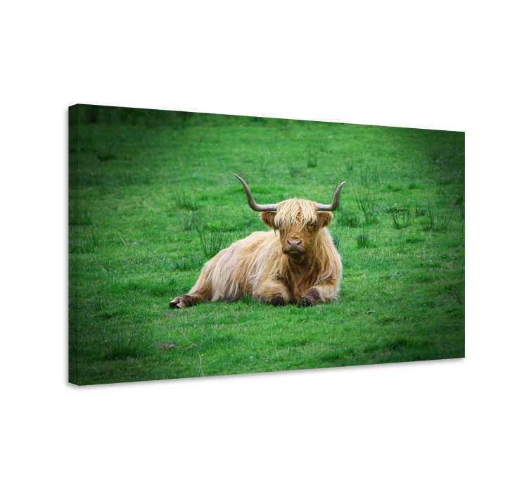 Tableau animaux vache des highlands au repos - TenStickers