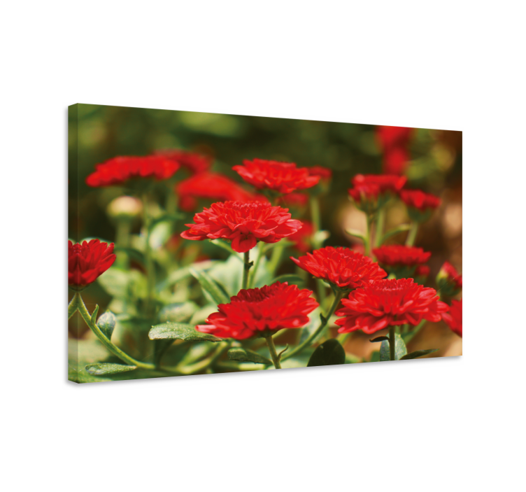 Tableau fleurs et plantes fleurs rouges éclatantes - TenStickers