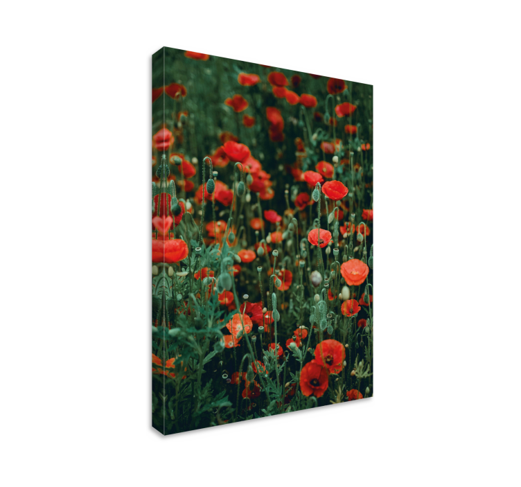 Tableau fleurs et plantes champ de coquelicots rouges - TenStickers