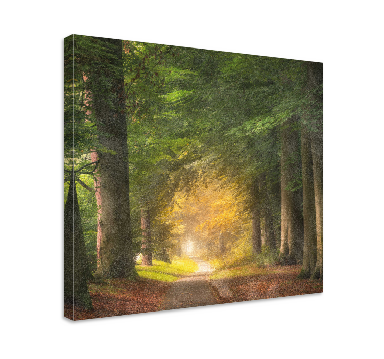 Tableau paysages sentier forestier paisible - TenStickers