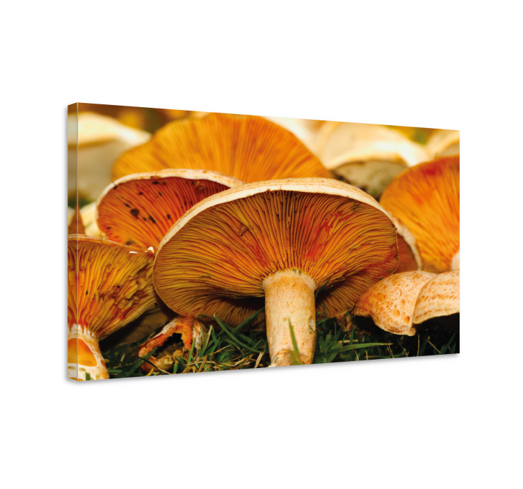 Tableau fleurs et plantes détails champignons - TenStickers