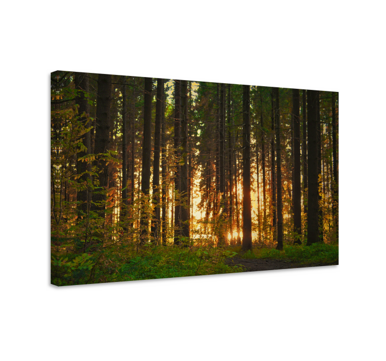 Tableau paysages paysage forestier illuminé - TenStickers