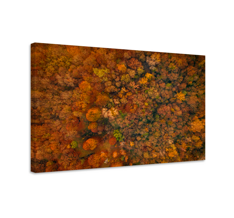 Tableau arbres canopée d'automne - TenStickers