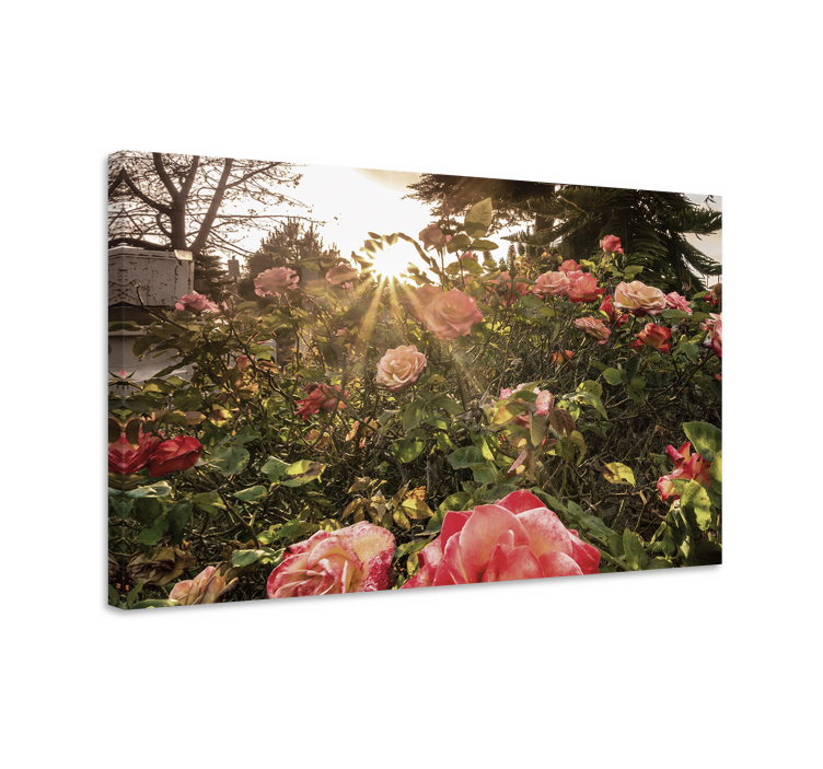 Tableau fleurs et plantes fleurs de rose radieuses - TenStickers