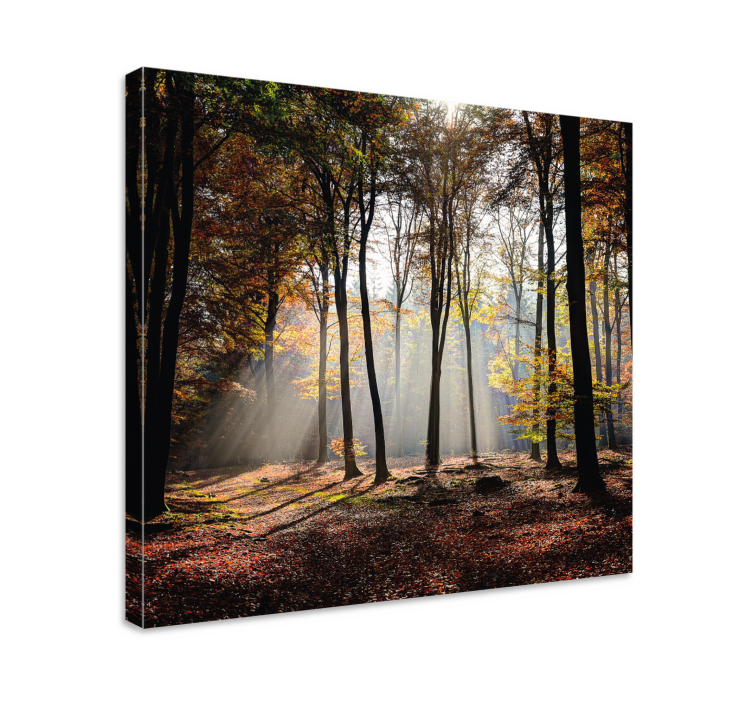 Tableau paysages rayons de lumière en forêt - TenStickers