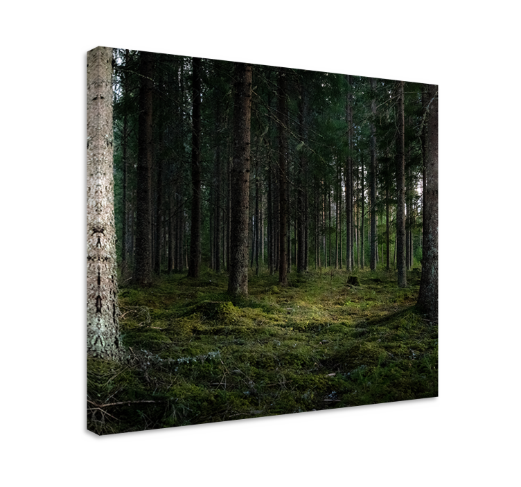 Tableau arbres profondeurs de forêt sereine - TenStickers