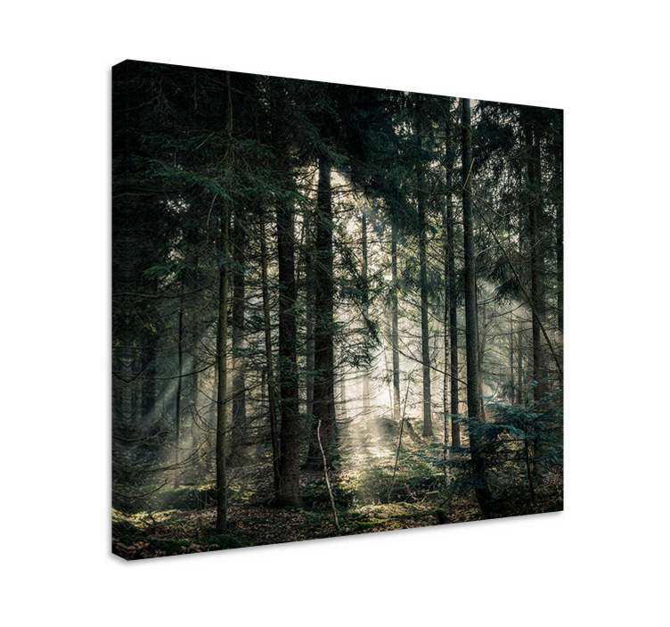 Tableau paysages rayons de soleil à travers le feuillage - TenStickers