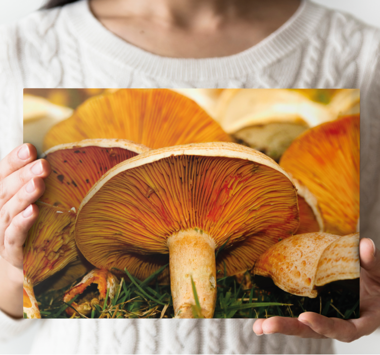Tableau fleurs et plantes détails champignons - TenStickers