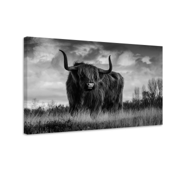Tableau animaux Bovins highland noir et blanc - TenStickers