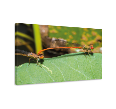 Tableau libellule paire de libellules - TenStickers