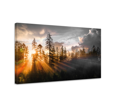 Tableau paysage Forêt avec brouillard et soleil - TenStickers
