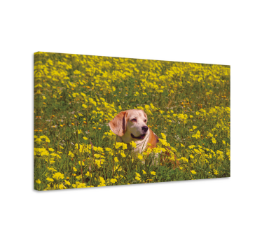 Tableau chiens heureux chien en plein air - TenStickers